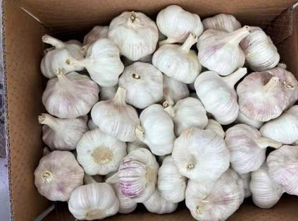 global garlic region information brief