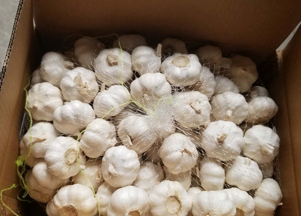 chinese garlic new harvest fresh normal white garlic 5-6cm