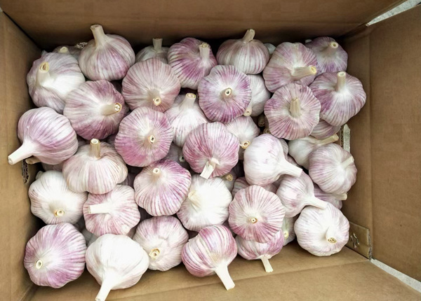 chinese garlic new harvest fresh normal white garlic 5-6cm