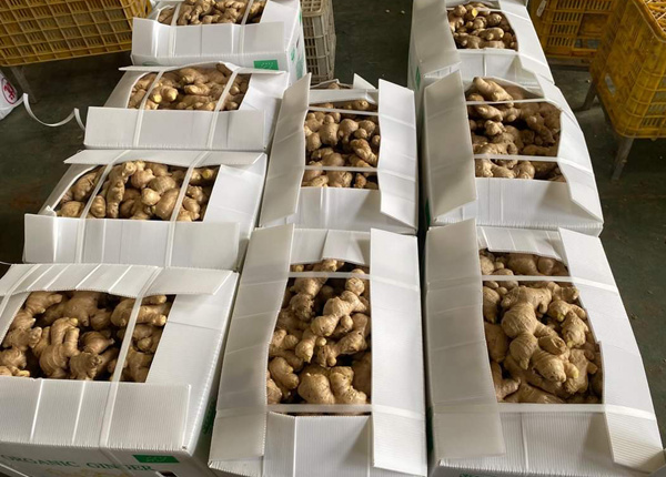 chinese new harvested young fresh ginger