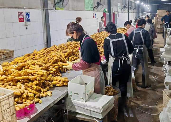 golden supplier in china-fresh ginger air-dried ginger from china