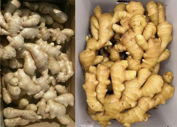 to europe from factory exporting new season fresh ginger