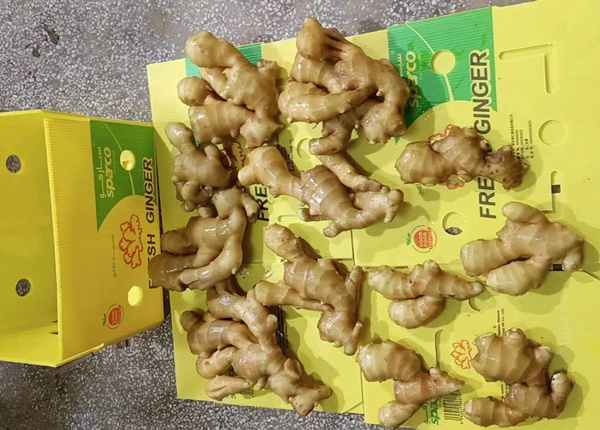 new crop ginger reservation frsh ginger air dried ginger 2023