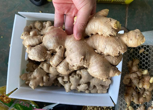 china new crop ginger air dried ginger 250g