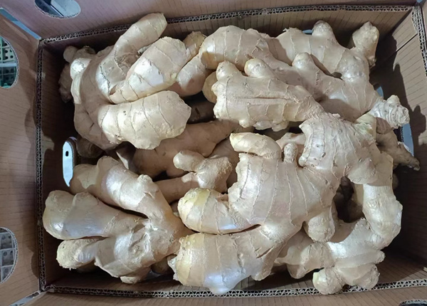 direct china air dried ginger wholesaler buyer