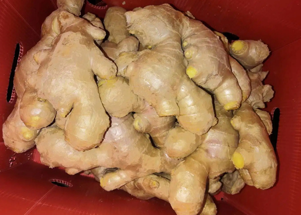 Chinese Mature Importer of Fresh Vegetables Air-Dried Ginger for EU Market