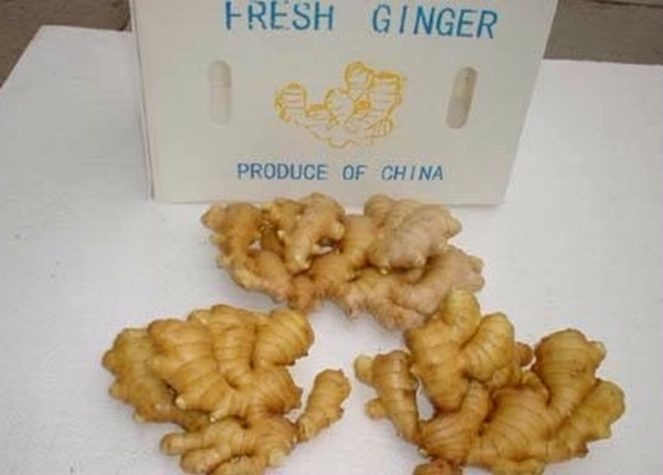 chinese fresh ginger sold directly from the factory