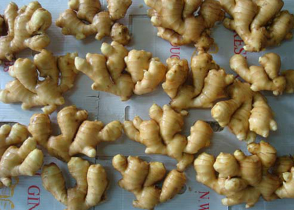 fresh ginger packing inside plastic carton