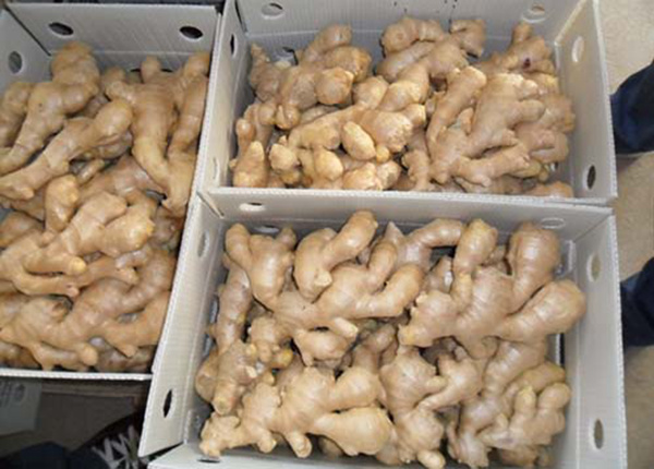 High quality dried fresh ginger market price per ton wholesale Ginger buyers