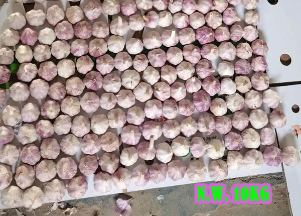 white garlic factory direct sale garlic 10kg carton