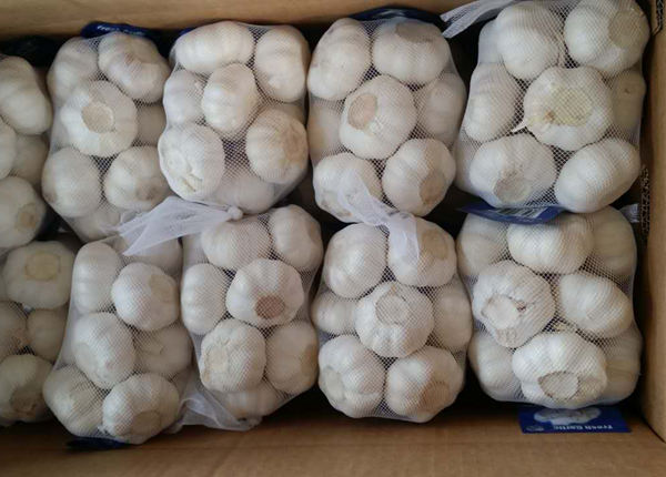 500gx20bags fresh white garlic exporter