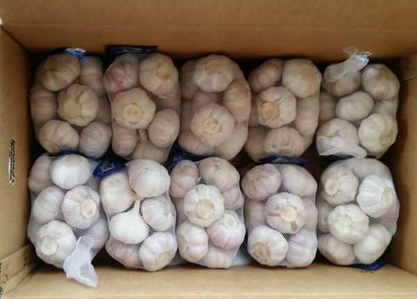 500gx20bags fresh white garlic exporter