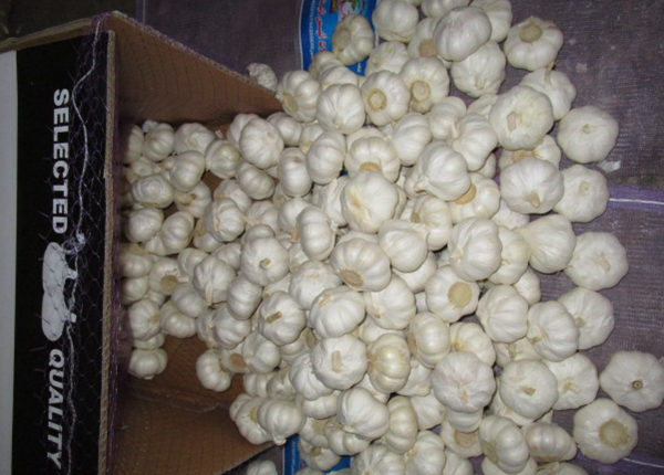 buy fresh bulk garlic seed online