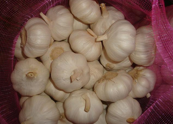 buy fresh bulk garlic seed online