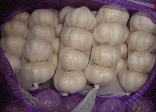 buy fresh bulk garlic seed online