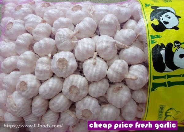 cheap price fresh garlic