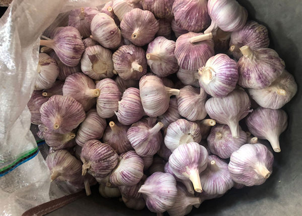 cheap price fresh garlic