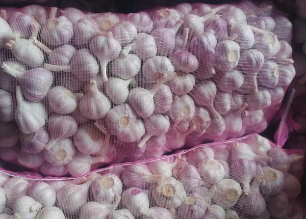 china best quality fresh garlic for cote d'ivoire