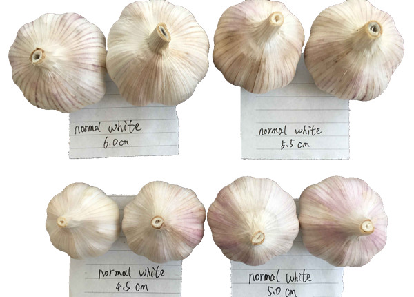 China bulk natural garlic in low price