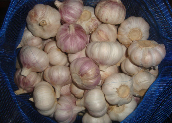 China bulk natural garlic in low price