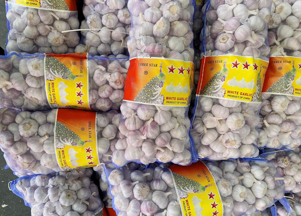 China bulk natural garlic in low price