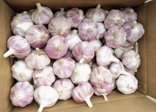 china garlic in 10kg carton loosely