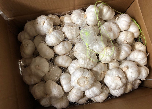 china garlic in 10kg carton loosely