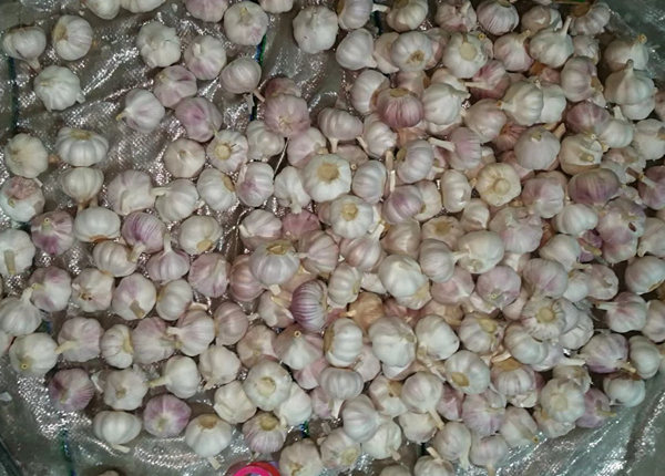 china garlic in 10kg carton loosely