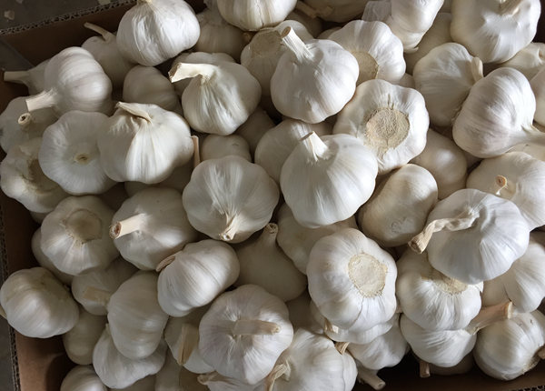 china garlic in 10kg carton loosely