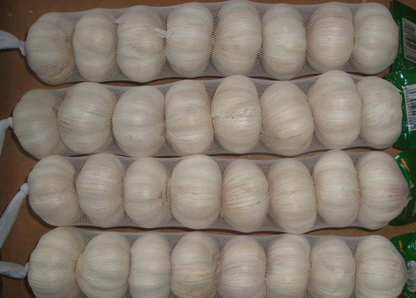 china natural garlic price for export