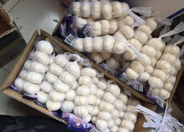 china natural garlic price for export