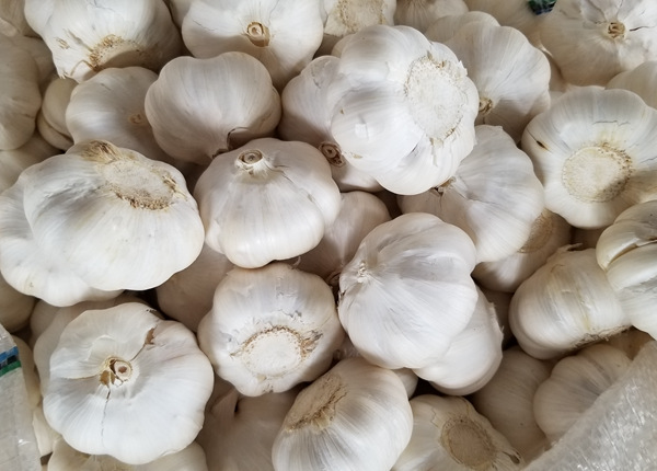 china new crop fresh garlic