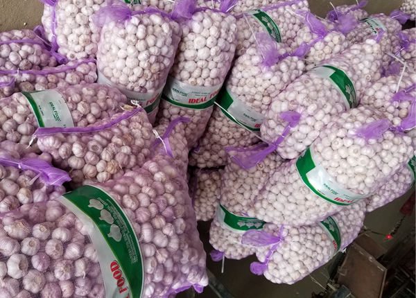 china new crop fresh garlic