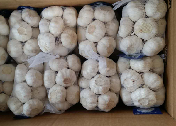 china new fresh garlic pack 3pc,4pc,5pc,6pc,7pc