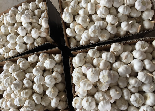 china origin factory supplier wholesale pure white garlic