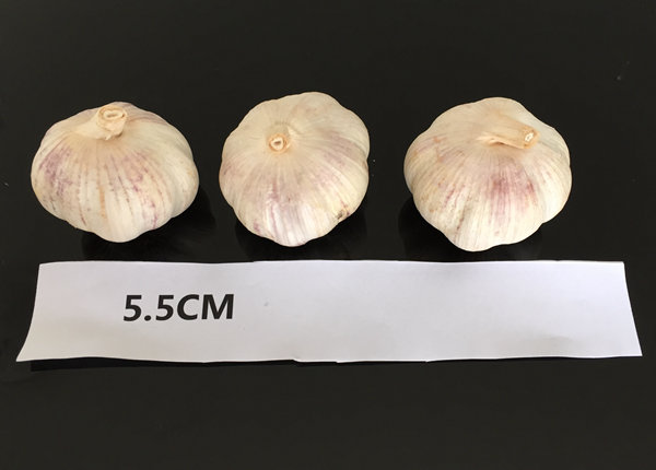 china red garlic 5.0 - 5.5cm