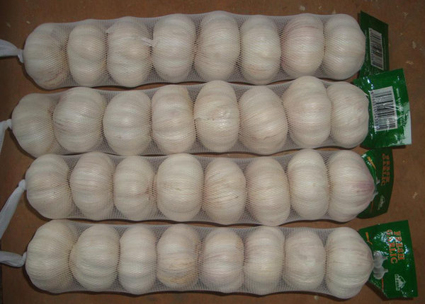 china small garlic or buyer of garlic