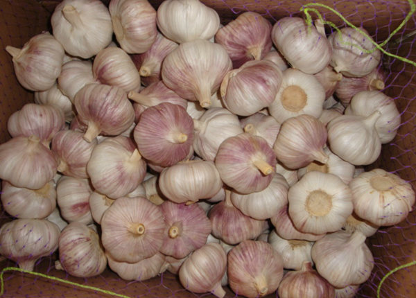 china small garlic or buyer of garlic