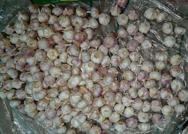 china/chinese best new natural crop fresh sack export white garlic