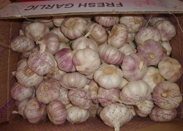 chinese fresh garlic ajo chino in cold storage