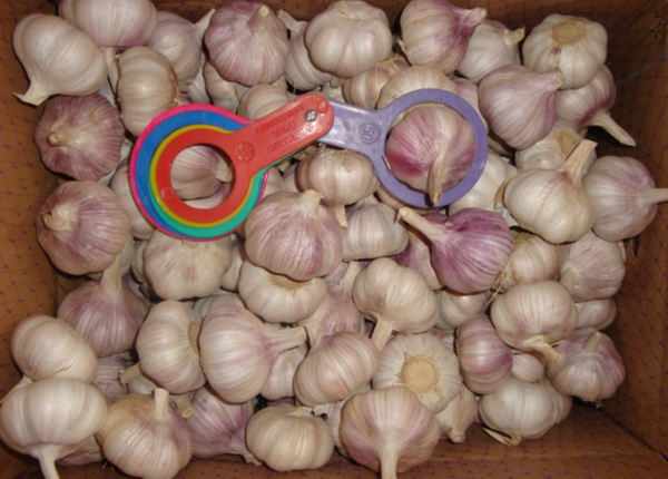 chinese fresh garlic ajo chino in cold storage