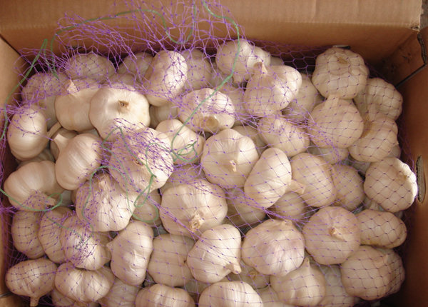 cold storage fresh garlic price