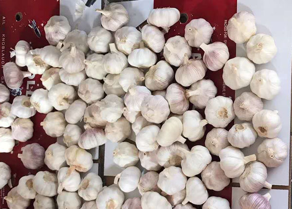 crop giant spicy cheap white garlic