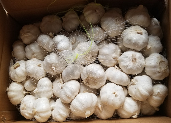 fresh pure white garlic