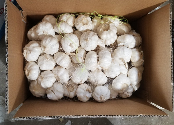 fresh pure white garlic