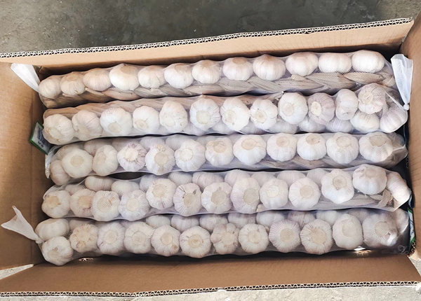 fresh braids garlic in 10kg carton