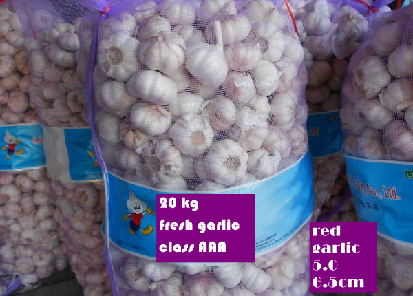 fresh garlic 20kg bag for export