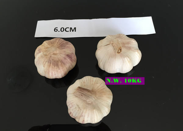 fresh garlic big size garlic 6.0cm for brazil market