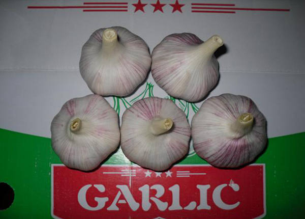 fresh garlic exporters from china