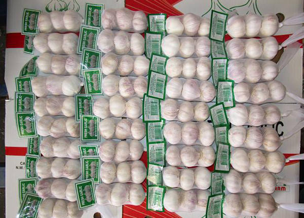 fresh garlic exporters from china